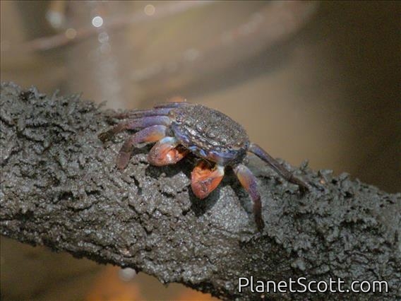 Marsh Crab (Parasesarma samawati)