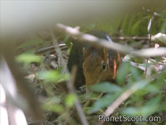 Black-and-rufous Sengi (Rhynchocyon petersi)
