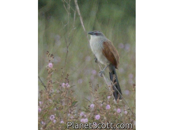 White-browed Coucal (Centropus superciliosus)
