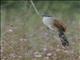 White-browed Coucal (Centropus superciliosus)