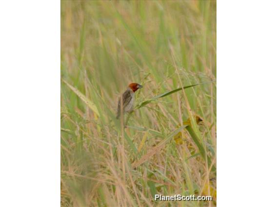 Red-headed Quelea (Quelea erythrops)