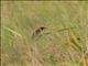 Red-headed Quelea (Quelea erythrops)