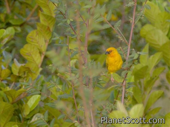 African Golden-Weaver (Ploceus subaureus)