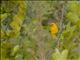 African Golden-Weaver (Ploceus subaureus)