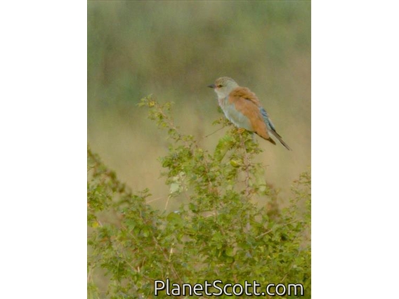 European Roller (Coracias garrulus)