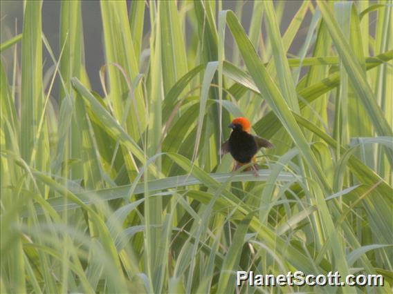 Zanzibar Red Bishop (Euplectes nigroventris)