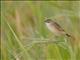 Zitting Cisticola (Cisticola juncidis)