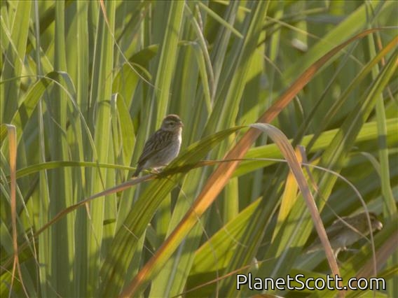 Zanzibar Red Bishop (Euplectes nigroventris) - Female