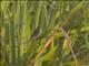 Zanzibar Red Bishop (Euplectes nigroventris) - Female