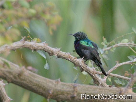 Purple-banded Sunbird (Cinnyris bifasciatus)