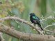 Purple-banded Sunbird (Cinnyris bifasciatus)