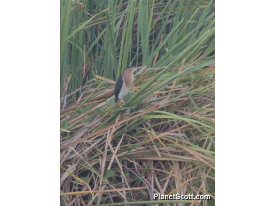 Little Bittern (Botaurus minutus)