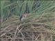 Little Bittern (Botaurus minutus)