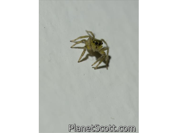 Gray Wall Jumping Spider (Menemerus bivittatus)