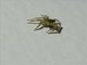 Gray Wall Jumping Spider (Menemerus bivittatus)
