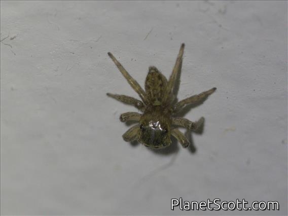 Gray Wall Jumping Spider (Menemerus bivittatus)