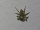 Gray Wall Jumping Spider (Menemerus bivittatus)
