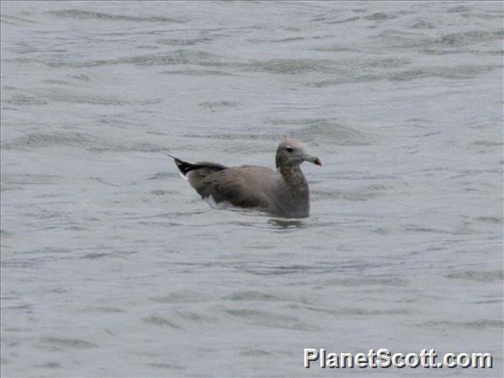 Sooty Gull (Ichthyaetus hemprichii)