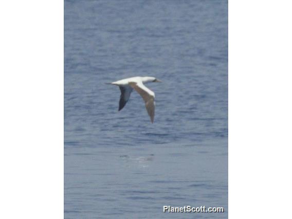 Masked Booby (Sula dactylatra)