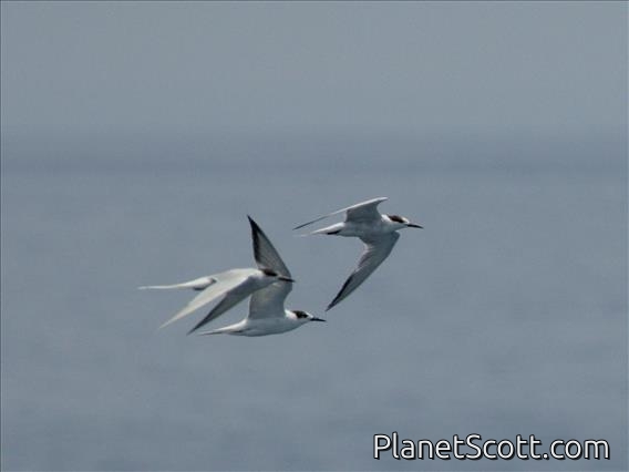 Common Tern (Sterna hirundo)