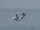 Common Tern (Sterna hirundo)