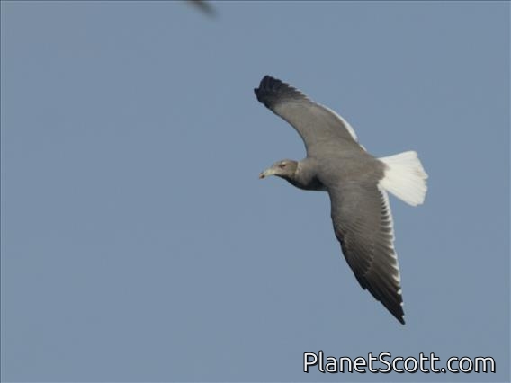 Sooty Gull (Ichthyaetus hemprichii)