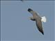 Sooty Gull (Ichthyaetus hemprichii)