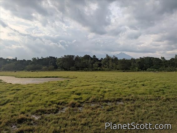Arusha Swamp by Barbara Carr