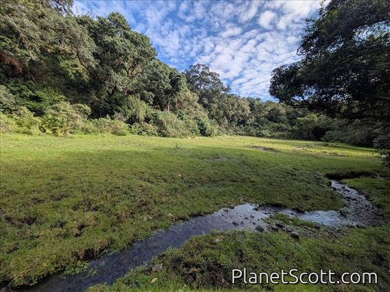 Arusha Forest Clearing by Barbara Carr