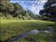 Arusha Forest Clearing by Barbara Carr