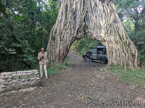 Arusha Fig Tunnel by Barbara Carr