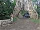 Arusha Fig Tunnel by Barbara Carr