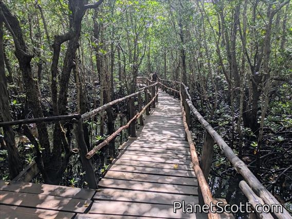 Jozani Forest Boardwalk by Barbara Carr