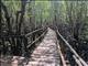 Jozani Forest Boardwalk by Barbara Carr