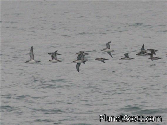 Yelkouan Shearwater (Puffinus yelkouan)