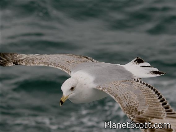 Yellow-legged Gull (Larus michahellis) - 2nd Winter