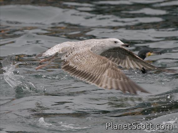 Yellow-legged Gull (Larus michahellis) - 1st Winter