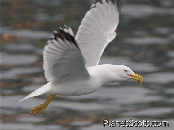Yellow-legged Gull (Larus michahellis)