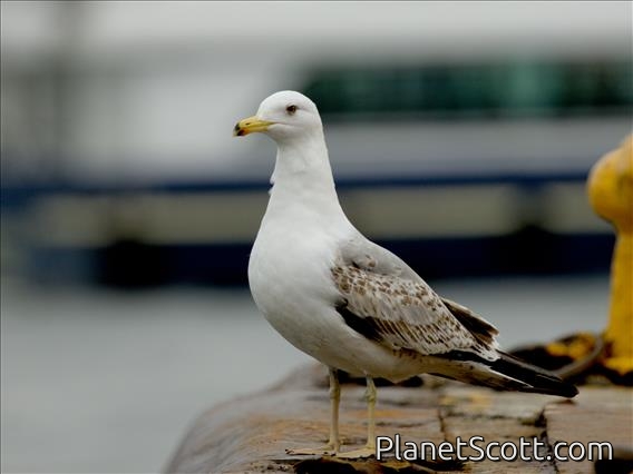 Yellow-legged Gull (Larus michahellis) - 2nd Winter