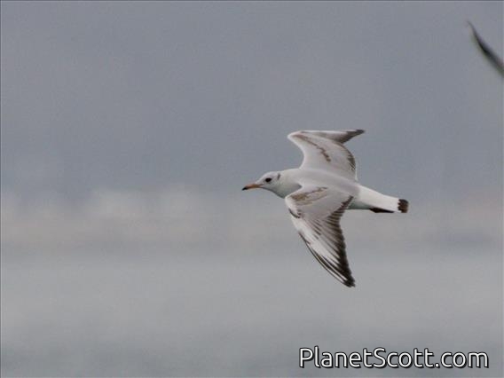Black-headed Gull (Chroicocephalus ridibundus)