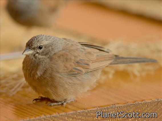 House Bunting (Emberiza sahari) - Female