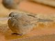House Bunting (Emberiza sahari) - Female