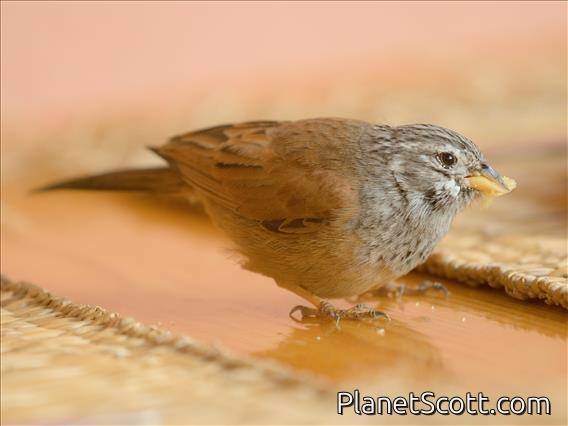 House Bunting (Emberiza sahari) - Male