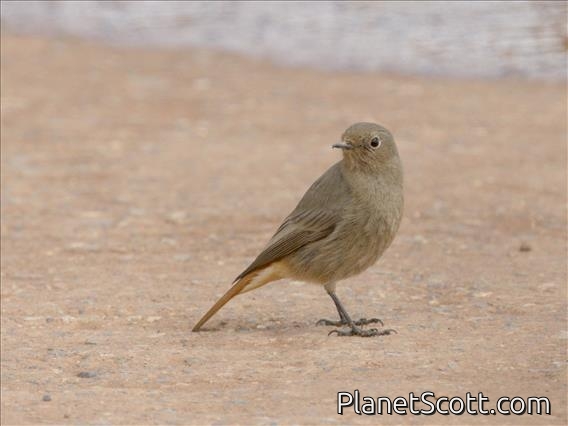 Black Redstart (Phoenicurus ochruros) - Female