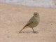 Black Redstart (Phoenicurus ochruros) - Female
