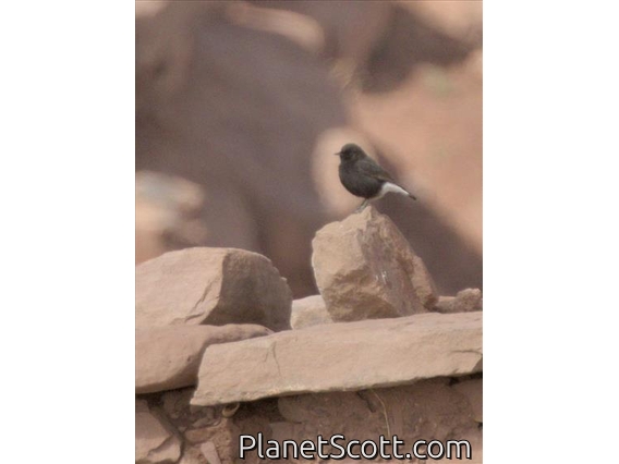 Black Wheatear (Oenanthe leucura)