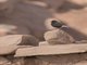 Black Wheatear (Oenanthe leucura)