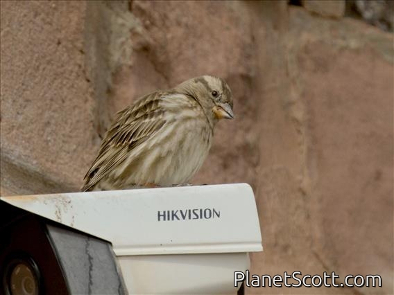 Rock Sparrow (Petronia petronia)