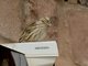 Rock Sparrow (Petronia petronia)