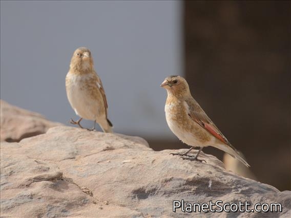 Crimson-winged Finch (Rhodopechys sanguineus)